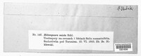 Melampsora epitea image